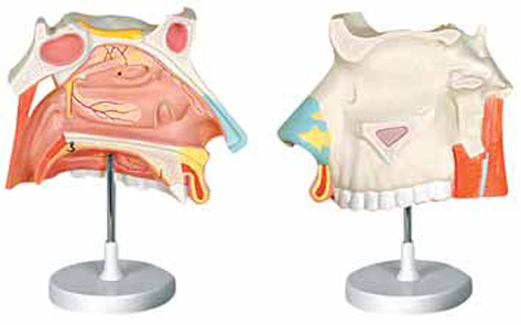 Nasal Cavity 3 Parts